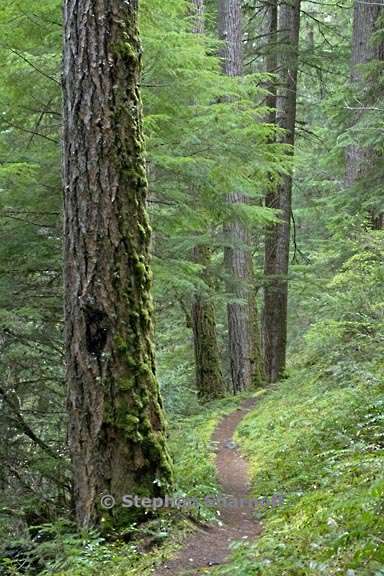 oldgrowth breitenbush 